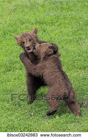 "Brown Bears (Ursus arctos), two cubs playing, captive, Baden-Wurttemberg, Germany, Europe" View Large Photo Image Stock Image - "Brown Bears (Ursus arctos), two cubs playing, captive, Baden-Wurttemberg, Germany, Europe". Fotosearch