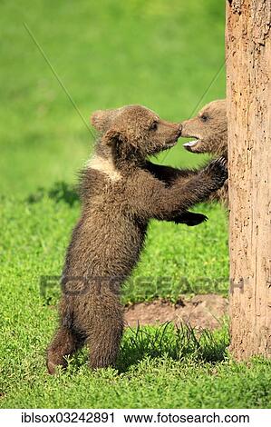 "Brown Bears (Ursus arctos), two cubs playing, captive, Baden-Wurttemberg, Germany, Europe" View Large Photo Image Stock Image - "Brown Bears (Ursus arctos), two cubs playing, captive, Baden-Wurttemberg, Germany, Europe". Fotosearch