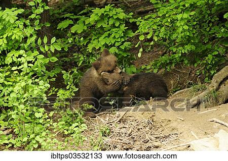 "Brown Bears (Ursus arctos), two cubs, 4 months, playing together, Langenberg Zoo, Adliswil, Canton of Zurich, Switzerland, Europe" View Large Photo Image Stock Image - "Brown Bears (Ursus arctos), two cubs, 4 months, playing together, Langenberg Zoo, Adliswil, Canton of Zurich, Switzerland, Europe". Fotosearch