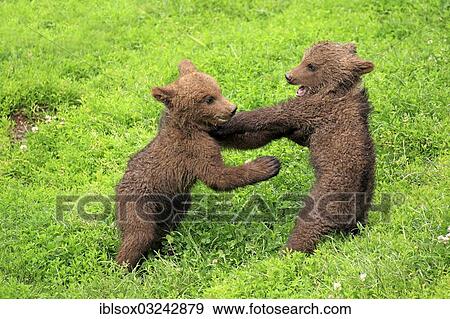 "Brown Bears (Ursus arctos), two cubs playing, captive, Baden-Wurttemberg, Germany, Europe" View Large Photo Image Stock Photo - "Brown Bears (Ursus arctos), two cubs playing, captive, Baden-Wurttemberg, Germany, Europe". Fotosearch