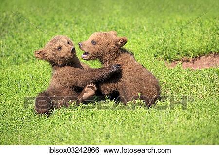 "Brown Bears (Ursus arctos), two cubs playing, captive, Baden-Wurttemberg, Germany, Europe" View Large Photo Image Stock Photograph - "Brown Bears (Ursus arctos), two cubs playing, captive, Baden-Wurttemberg, Germany, Europe". Fotosearch