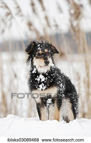 Stock Photo - "Brown-black mongrel dog standing in the snow, Crailsheim, Hohenlohe, Baden-Wurttemberg, Germany, Europe". Fotosearch
