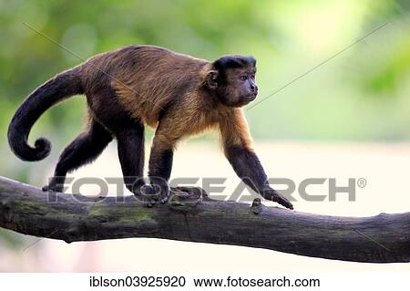Stock Image - "Brown Capuchin or Tufted Capuchin (Cebus apella), adult, on tree, South America". Fotosearch