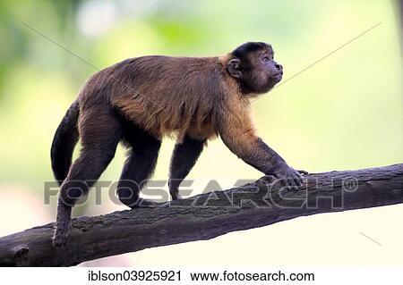 Stock Image - "Brown Capuchin or Tufted Capuchin (Cebus apella), adult, on tree, South America". Fotosearch