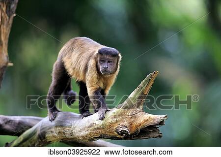 Stock Image - "Brown Capuchin or Tufted Capuchin (Cebus apella), adult, on tree, South America". Fotosearch