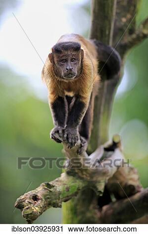 Stock Image - "Brown Capuchin or Tufted Capuchin (Cebus apella), adult, on tree, South America". Fotosearch