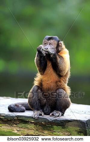 Stock Image - "Brown Capuchin or Tufted Capuchin (Cebus apella), adult, on tree, South America". Fotosearch