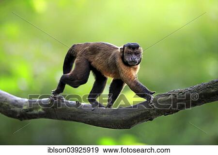 Stock Photo - "Brown Capuchin or Tufted Capuchin (Cebus apella), adult, on tree, South America". Fotosearch