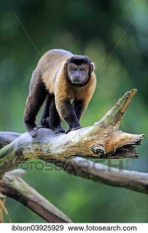 Stock Photo - "Brown Capuchin or Tufted Capuchin (Cebus apella), adult, on tree, South America". Fotosearch