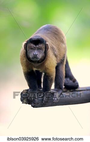 Stock Photograph - "Brown Capuchin or Tufted Capuchin (Cebus apella), adult, on tree, South America". Fotosearch