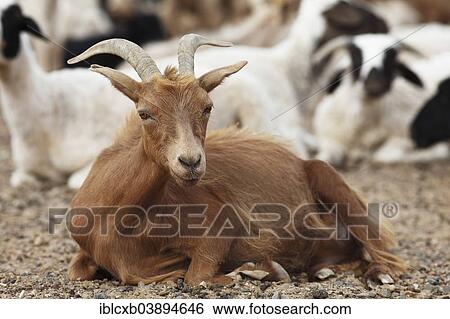 "Brown Cashmere Goat (Capra hircus laniger) Gurvansaikhan Gobi National Park, Gobi Desert, South Gobi, Omnogovi Province, Mongolia, Asia" View Large Photo Image Stock Photograph - "Brown Cashmere Goat (Capra hircus laniger) Gurvansaikhan Gobi National Park, Gobi Desert, South Gobi, Omnogovi Province, Mongolia, Asia". Fotosearch
