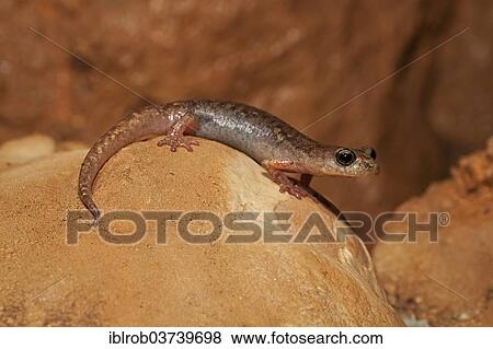 "Brown cave salamander (Atylodes genei), Sardinia, Italy, Europe" View Large Photo Image Stock Photo - "Brown cave salamander (Atylodes genei), Sardinia, Italy, Europe". Fotosearch