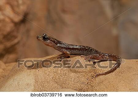 Stock Photograph - "Brown cave salamander (Atylodes genei), Sardinia, Italy, Europe". Fotosearch