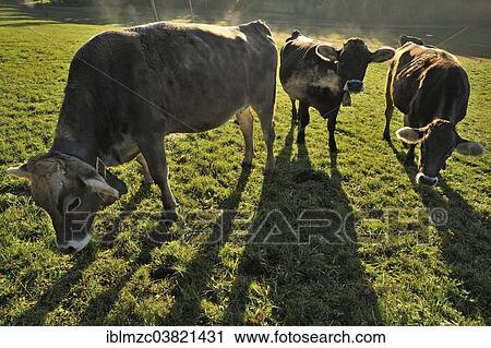 "Brown cow in the early morning backlight on the pasture, Weitnau, Upper Allgaeu, Bavaria, Germany, Europe" View Large Photo Image Stock Image - "Brown cow in the early morning backlight on the pasture, Weitnau, Upper Allgaeu, Bavaria, Germany, Europe". Fotosearch