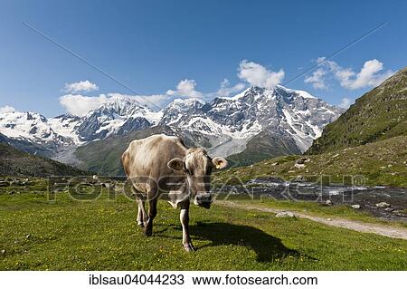 "Brown cow on a meadow, peaks of Konigsspitze, Il Gran Zebru, Monte Zebru and Ortler, Ortles, 3905 m, Ortler Alps, Stelvio National Park, near Solda, Trentino-Alto Adige, Italy, Europe" View Large Photo Image Stock Image - "Brown cow on a meadow, peaks of Konigsspitze, Il Gran Zebru, Monte Zebru and Ortler, Ortles, 3905 m, Ortler Alps, Stelvio National Park, near Solda, Trentino-Alto Adige, Italy, Europe". Fotosearch