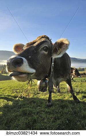 "Brown cow on pasture, Weitnau, Upper Allgaeu, Bavaria, Germany, Europe" View Large Photo Image Picture - "Brown cow on pasture, Weitnau, Upper Allgaeu, Bavaria, Germany, Europe". Fotosearch