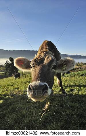 "Brown cow on pasture, Weitnau, Upper Allgaeu, Bavaria, Germany, Europe" View Large Photo Image Stock Image - "Brown cow on pasture, Weitnau, Upper Allgaeu, Bavaria, Germany, Europe". Fotosearch