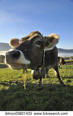 "Brown cow on pasture, Weitnau, Upper Allgaeu, Bavaria, Germany, Europe" View Large Photo Image Stock Image - "Brown cow on pasture, Weitnau, Upper Allgaeu, Bavaria, Germany, Europe". Fotosearch