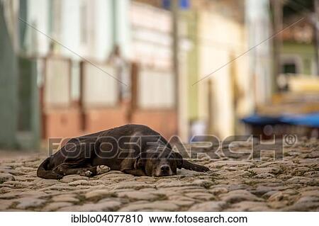 "Brown dog resting on the street, old town, Trinidad, Sancti Spiritus Province, Cuba, North America" View Large Photo Image Stock Image - "Brown dog resting on the street, old town, Trinidad, Sancti Spiritus Province, Cuba, North America". Fotosearch