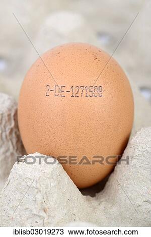 "Brown egg with the producer code, Germany, Europe" View Large Photo Image Stock Image - "Brown egg with the producer code, Germany, Europe". Fotosearch