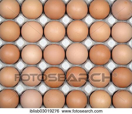 "Brown eggs on an egg tray, Germany, Europe" View Large Photo Image Stock Photograph - "Brown eggs on an egg tray, Germany, Europe". Fotosearch