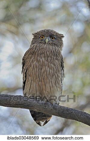 Stock Photo - "Brown fish owl (Bubo zeylonensis or Ketupa zeylonensis) perched on a tree, Ranthambore national park, Rajasthan, India, Asia". Fotosearch
