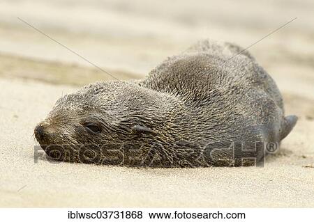 "Brown fur seal (Arctocephalus pusillus), Namib-Naukluft National Park, Sandwich Harbour, Erongo Region, Namibia, Africa" View Large Photo Image Stock Photo - "Brown fur seal (Arctocephalus pusillus), Namib-Naukluft National Park, Sandwich Harbour, Erongo Region, Namibia, Africa". Fotosearch