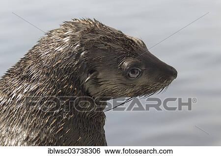 "Brown fur seal (Arctocephalus pusillus), Walvis Bay City, Erongo Region, Namibia, Africa" View Large Photo Image Stock Photograph - "Brown fur seal (Arctocephalus pusillus), Walvis Bay City, Erongo Region, Namibia, Africa". Fotosearch