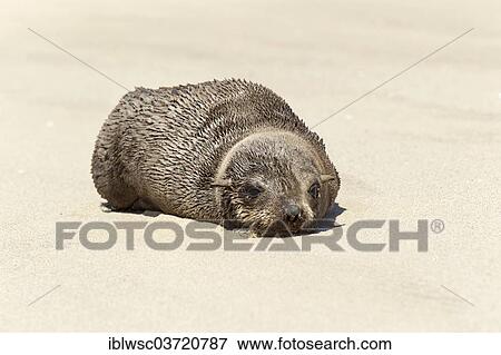 Stock Photo - "Brown Fur Seal or Cape Fur Seal (Arctocephalus pusillus), Namib-Naukluft National Park, Sandwich Harbour, Erongo Region, Namibia, Africa". Fotosearch