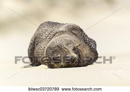 "Brown Fur Seal or Cape Fur Seal (Arctocephalus pusillus), Namib-Naukluft National Park, Sandwich Harbour, Erongo Region, Namibia, Africa" View Large Photo Image Stock Photo - "Brown Fur Seal or Cape Fur Seal (Arctocephalus pusillus), Namib-Naukluft National Park, Sandwich Harbour, Erongo Region, Namibia, Africa". Fotosearch