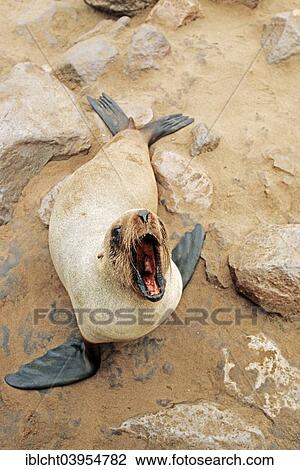 Stock Image - "Brown fur seal(Arctocephalus pusillus pusillus), Cape Cross, Namibia, Africa". Fotosearch