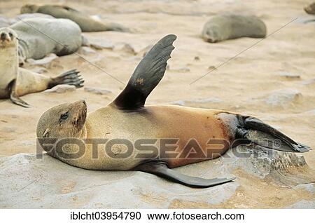 Stock Image - "Brown fur seal(Arctocephalus pusillus pusillus), Cape Cross, Namibia, Africa". Fotosearch