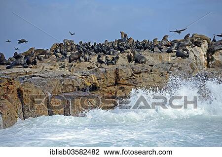 "Brown fur seals (Arctocephalus pusillus) and Cape Cormorants (Phalacrocorax capensis), Seal Island, Western Cape, South Africa, Africa" View Large Photo Image Stock Image - "Brown fur seals (Arctocephalus pusillus) and Cape Cormorants (Phalacrocorax capensis), Seal Island, Western Cape, South Africa, Africa". Fotosearch