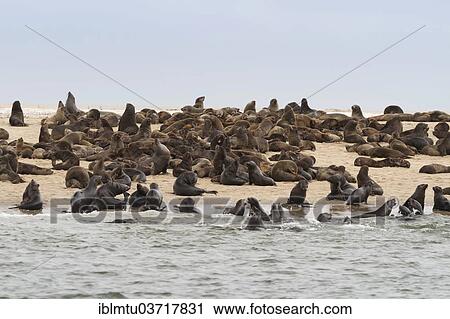 "Brown fur seals (Arctocephalus pusillus), Walvis Bay City, Erongo Region, Namibia, Africa" View Large Photo Image Stock Image - "Brown fur seals (Arctocephalus pusillus), Walvis Bay City, Erongo Region, Namibia, Africa". Fotosearch