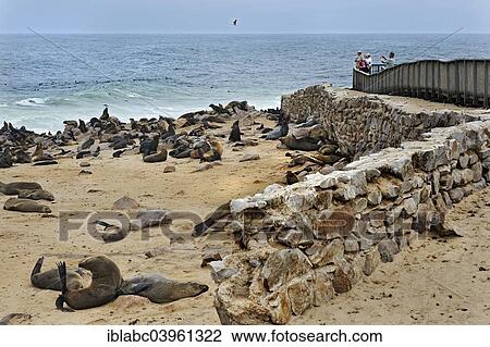 Stock Image - "Brown Fur Seals or Cape Fur Seals (Arctocephalus pusillus) on the beach, Cape Cross, Erongo Region, Namibia, Africa". Fotosearch