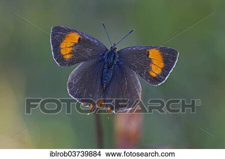 "Brown Hairstreak (Thecla betulae), female, Thuringia, Thuringian Forest, Germany, Europe" View Large Photo Image Picture - "Brown Hairstreak (Thecla betulae), female, Thuringia, Thuringian Forest, Germany, Europe". Fotosearch