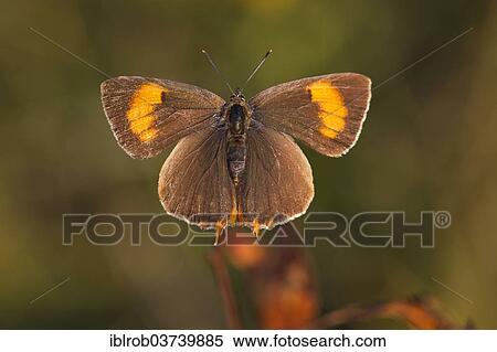 Stock Photography - "Brown Hairstreak (Thecla betulae), female, Thuringia, Thuringian Forest, Germany, Europe". Fotosearch
