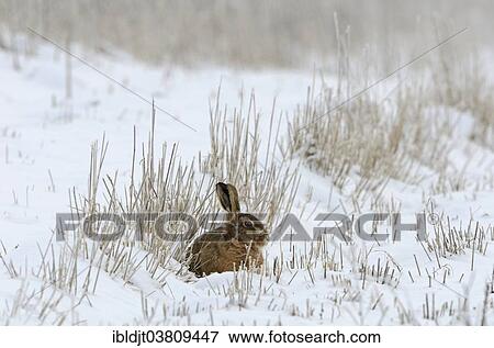 "Brown Hare (Lepus europaeus) in snow in winter, Norfolk, England, United Kingdom, Europe" View Large Photo Image Stock Photo - "Brown Hare (Lepus europaeus) in snow in winter, Norfolk, England, United Kingdom, Europe". Fotosearch