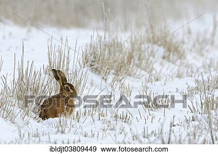"Brown Hare (Lepus europaeus) in snow in winter, Norfolk, England, United Kingdom, Europe" View Large Photo Image Stock Photo - "Brown Hare (Lepus europaeus) in snow in winter, Norfolk, England, United Kingdom, Europe". Fotosearch