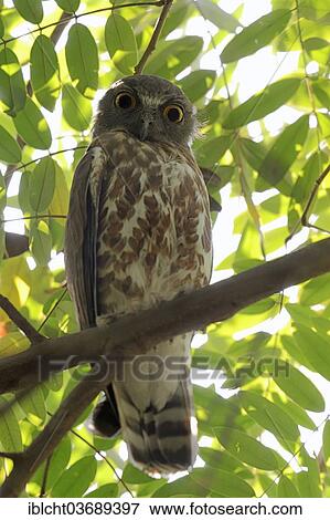 Stock Photo - "Brown Hawk-Owl (Ninox scutulata), Uttar Pradesh, India, Asia". Fotosearch