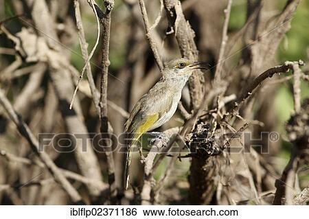 "Brown Honeyeater (Lichmera indistincta), adult male, singing, perched in bush, Kakadu National Park, Northern Territory, Australia, Oceania" View Large Photo Image Stock Photograph - "Brown Honeyeater (Lichmera indistincta), adult male, singing, perched in bush, Kakadu National Park, Northern Territory, Australia, Oceania". Fotosearch