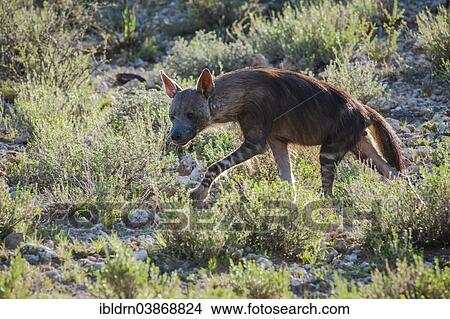 "Brown Hyena (Parahyaena brunnea), Kgalagadi Transfrontier Park, Northern Cape, South Africa, Africa" View Large Photo Image Picture - "Brown Hyena (Parahyaena brunnea), Kgalagadi Transfrontier Park, Northern Cape, South Africa, Africa". Fotosearch