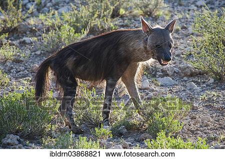 "Brown Hyena (Parahyaena brunnea), Kgalagadi Transfrontier Park, Northern Cape, South Africa, Africa" View Large Photo Image Stock Image - "Brown Hyena (Parahyaena brunnea), Kgalagadi Transfrontier Park, Northern Cape, South Africa, Africa". Fotosearch