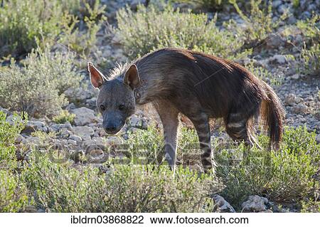 "Brown Hyena (Parahyaena brunnea), Kgalagadi Transfrontier Park, Northern Cape, South Africa, Africa" View Large Photo Image Stock Image - "Brown Hyena (Parahyaena brunnea), Kgalagadi Transfrontier Park, Northern Cape, South Africa, Africa". Fotosearch