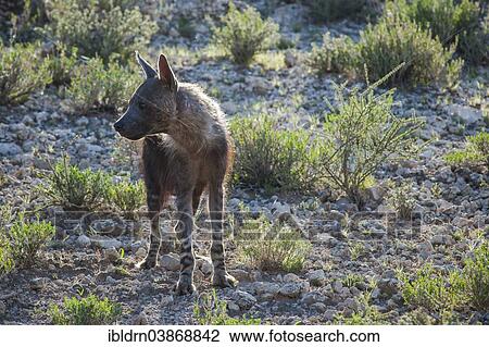 "Brown Hyena (Parahyaena brunnea), Kgalagadi Transfrontier Park, Northern Cape, South Africa, Africa" View Large Photo Image Stock Image - "Brown Hyena (Parahyaena brunnea), Kgalagadi Transfrontier Park, Northern Cape, South Africa, Africa". Fotosearch