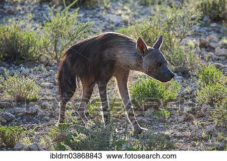 "Brown Hyena (Parahyaena brunnea), Kgalagadi Transfrontier Park, Northern Cape, South Africa, Africa" View Large Photo Image Stock Image - "Brown Hyena (Parahyaena brunnea), Kgalagadi Transfrontier Park, Northern Cape, South Africa, Africa". Fotosearch