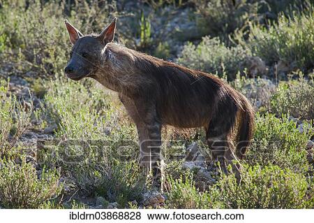 "Brown Hyena (Parahyaena brunnea), Kgalagadi Transfrontier Park, Northern Cape, South Africa, Africa" View Large Photo Image Stock Photo - "Brown Hyena (Parahyaena brunnea), Kgalagadi Transfrontier Park, Northern Cape, South Africa, Africa". Fotosearch