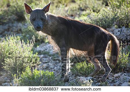"Brown Hyena (Parahyaena brunnea), Kgalagadi Transfrontier Park, Northern Cape, South Africa, Africa" View Large Photo Image Stock Photo - "Brown Hyena (Parahyaena brunnea), Kgalagadi Transfrontier Park, Northern Cape, South Africa, Africa". Fotosearch