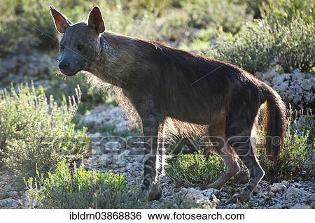 Stock Photograph - "Brown Hyena (Parahyaena brunnea), Kgalagadi Transfrontier Park, Northern Cape, South Africa, Africa". Fotosearch
