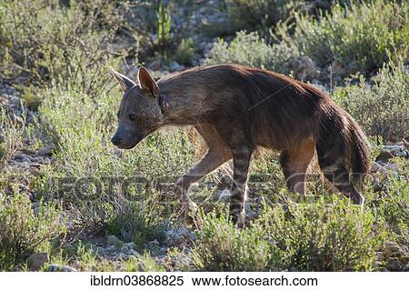 "Brown Hyena (Parahyaena brunnea), Kgalagadi Transfrontier Park, Northern Cape, South Africa, Africa" View Large Photo Image Stock Photography - "Brown Hyena (Parahyaena brunnea), Kgalagadi Transfrontier Park, Northern Cape, South Africa, Africa". Fotosearch